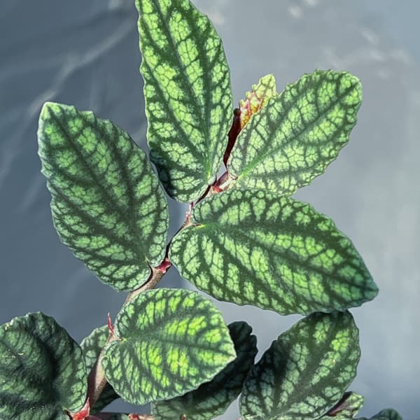 観葉植物 ペリオニア 3号ポットの詳細画像3