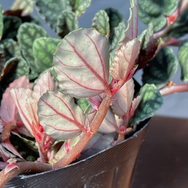 観葉植物 ペリオニア 3号ポットの詳細画像4