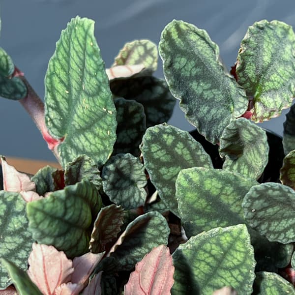 観葉植物 ペリオニア 3号ポットの詳細画像5