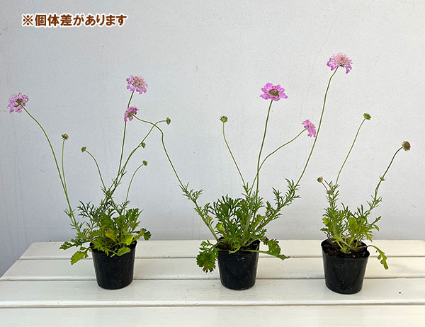 スカビオサ 苗（花の苗）｜苗 | 花、ガーデニング の商品一覧 通販