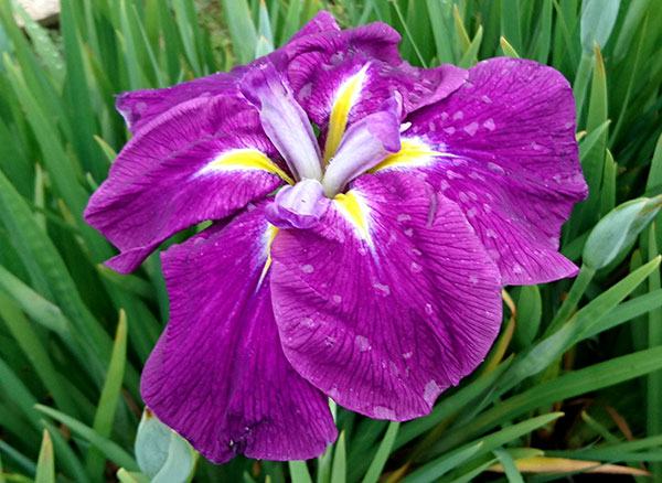 花菖蒲 苗のおすすめ人気商品一覧 通販 - Yahoo!ショッピング