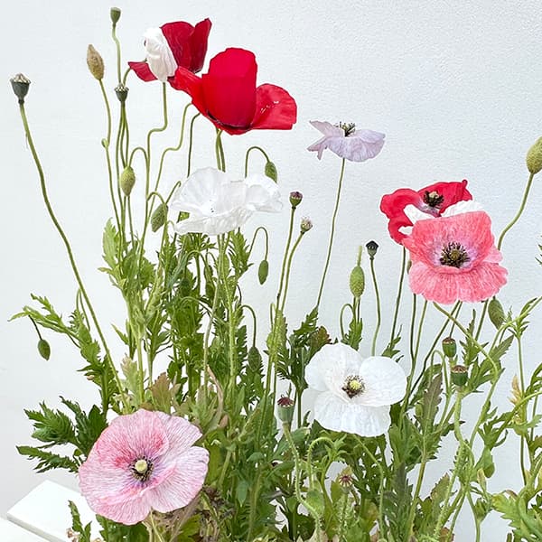 オリエンタルポピー 苗（苗） | 花、ガーデニング のおすすめ人気商品