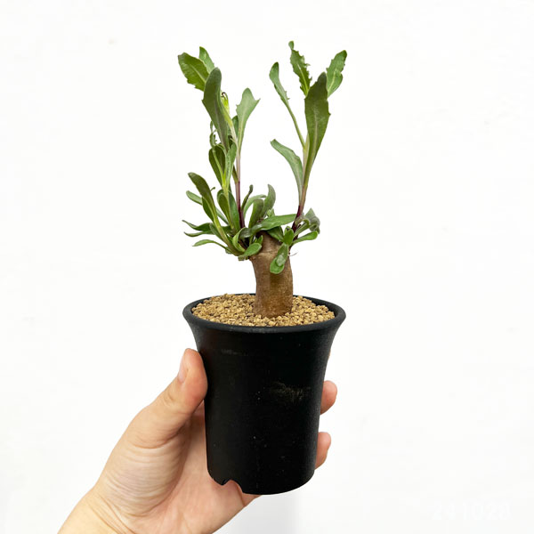 オトンナ ユーフォルビオイデス（花、ガーデニング）のおすすめ人気