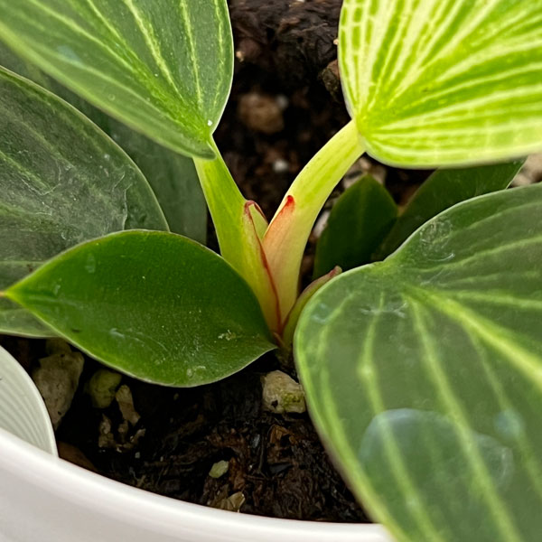 観葉植物 フィロデンドロン バーキン コンパク...の詳細画像1