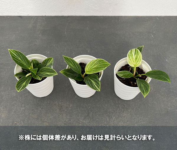 観葉植物 フィロデンドロン バーキン コンパク...の詳細画像4