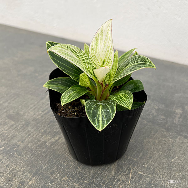 観葉植物 フィロデンドロン バーキン コンパク...の詳細画像3