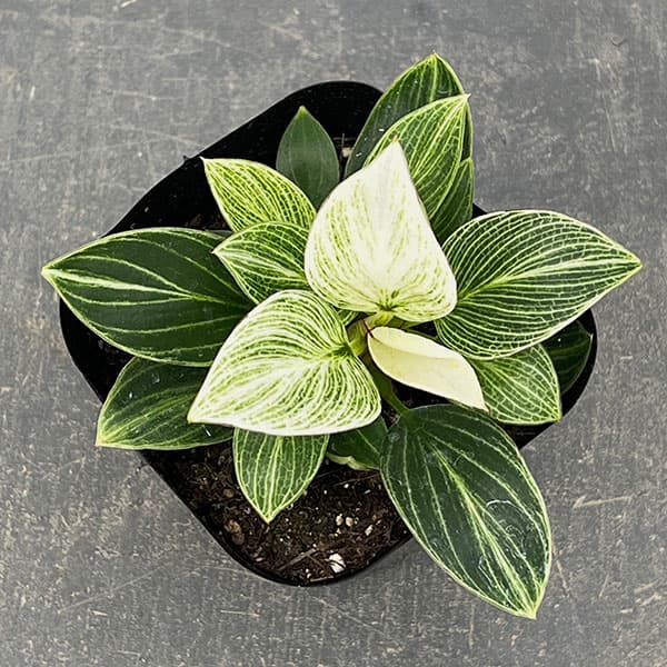 観葉植物 フィロデンドロン バーキン コンパク...の詳細画像5