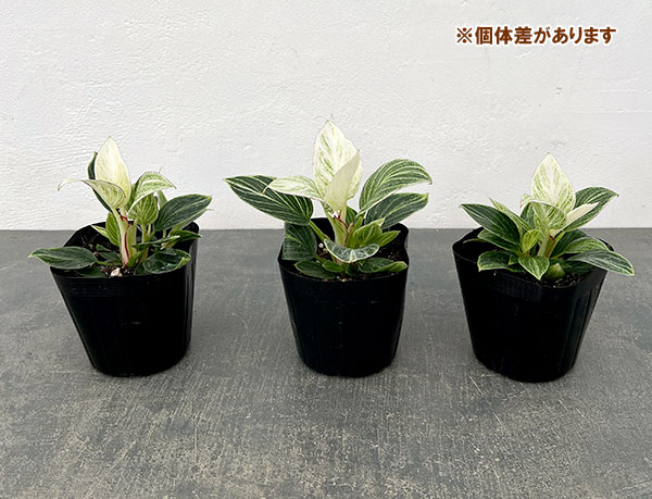 観葉植物 フィロデンドロン バーキン コンパク...の詳細画像2