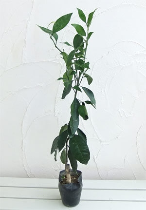 カラマンダリン（苗木、植木） | 花、ガーデニング のおすすめ