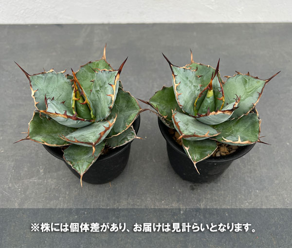 観葉植物アガベ：チタノタ 姫巌竜 3号鉢植え - ちか