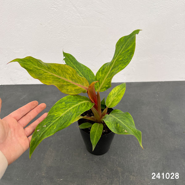 観葉植物 フィロデンドロン オレンジマーマレー...の詳細画像1