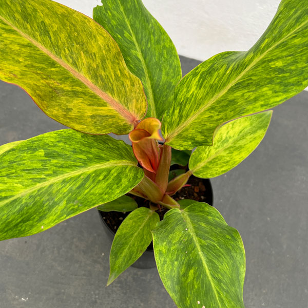 観葉植物 フィロデンドロン オレンジマーマレー...の詳細画像2