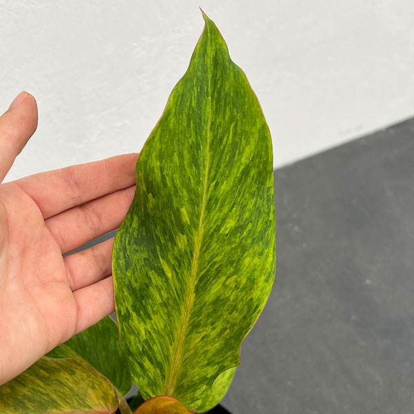 観葉植物 フィロデンドロン オレンジマーマレー...の詳細画像3