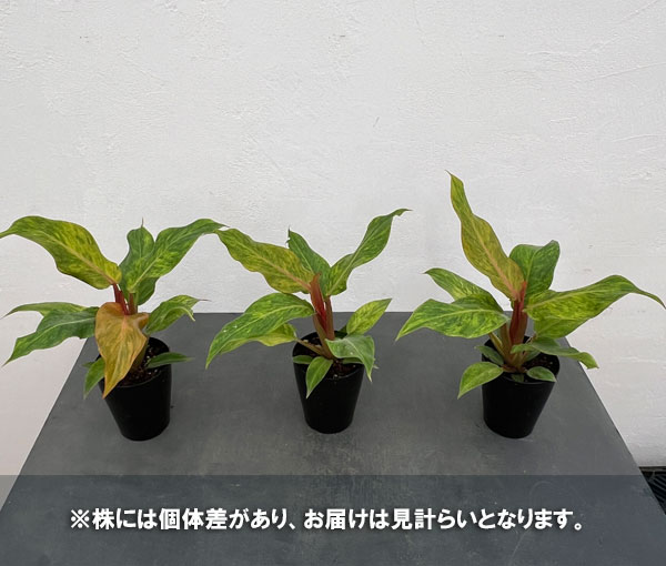 観葉植物 フィロデンドロン オレンジマーマレー...の詳細画像4