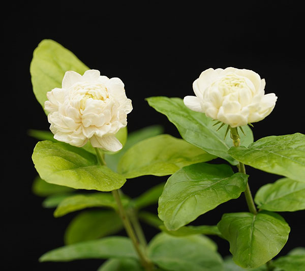 ピカケの花の商品一覧 通販 - Yahoo!ショッピング