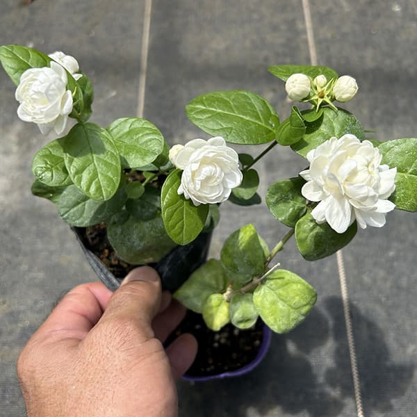 ローズゼラニウム 苗（花の苗）｜苗 | 花、ガーデニング の商品一覧