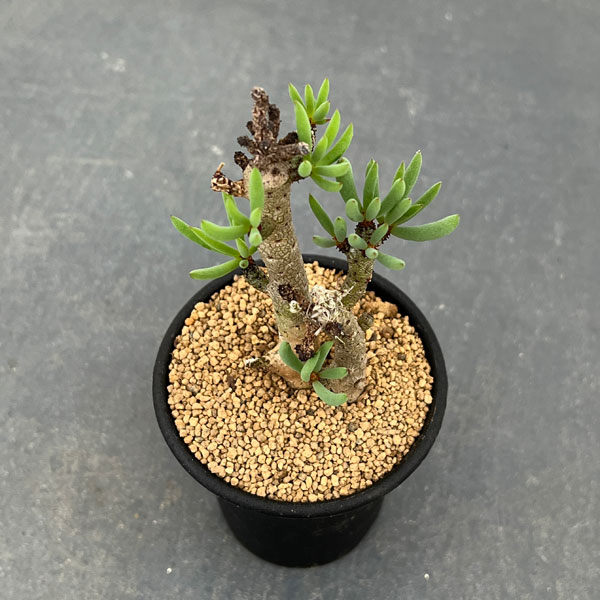 チレコドンのおすすめ人気商品一覧 通販 - Yahoo!ショッピング