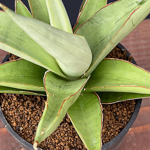 超絶希少❗️サンスベリア　バイビット✨ 観葉植物 サンセベリア バイビット 2.5号鉢植え ザ・ファームセレクト