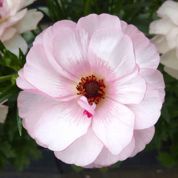 ラナンキュラスラックス（花の苗）｜苗 | 花、ガーデニング のおすすめ