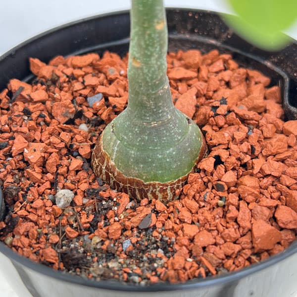 アデニア グラウカのおすすめ人気商品一覧 通販 - Yahoo!ショッピング