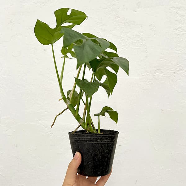 観葉植物 ラフィドフォラ テトラスペルマ(ヒメ...の詳細画像4