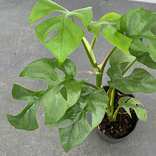 ヒメモンステラ（観葉植物） | 花、ガーデニング のおすすめ人気商品