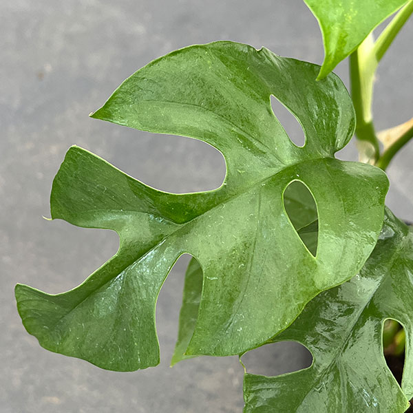 観葉植物 ラフィドフォラ テトラスペルマ(ヒメ...の詳細画像1