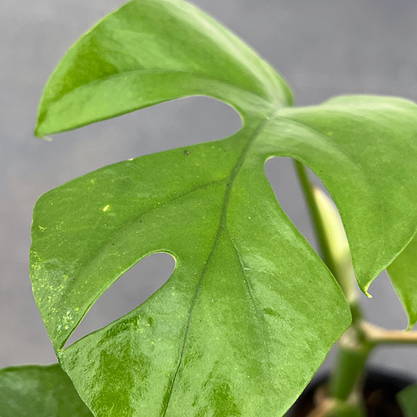 観葉植物 ラフィドフォラ テトラスペルマ(ヒメ...の詳細画像2