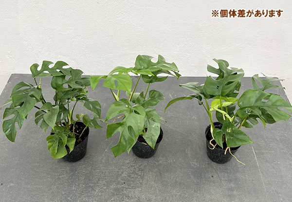 観葉植物 ラフィドフォラ テトラスペルマ(ヒメ...の詳細画像3