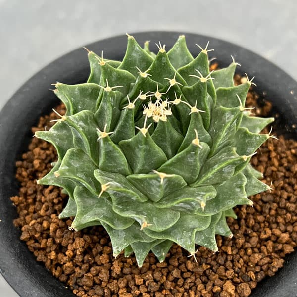 観葉植物 サボテン オブレゴニア デネグリイ（帝冠）実生株 3号鉢植え 