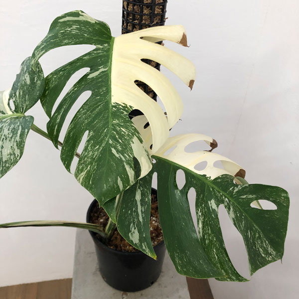 モンステラ 斑入り商品 集合 - Monstera Variegated Collection - Yahoo!ショッピング