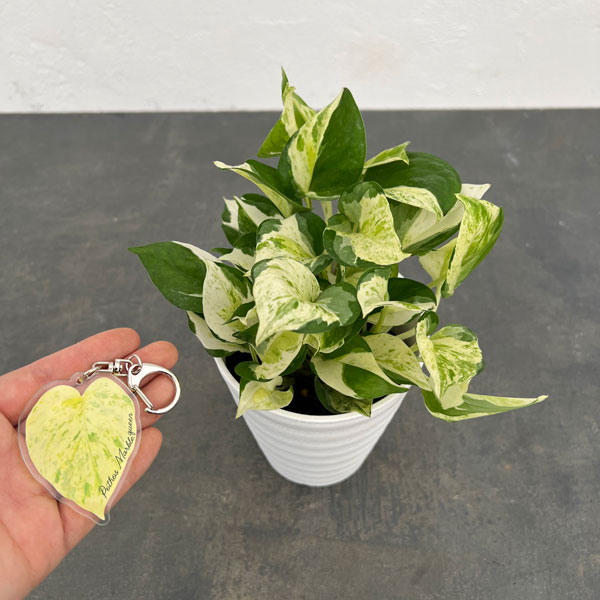 4号鉢のおすすめ人気商品一覧 通販 - Yahoo!ショッピング