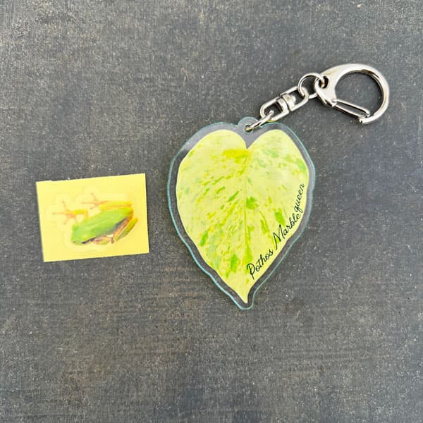 観葉植物 ポトス グローバル 4号鉢入り 加藤...の詳細画像3