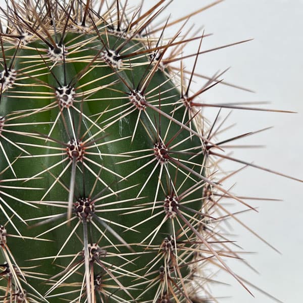 柱サボテン 弁慶柱のおすすめ人気商品一覧 通販 - Yahoo!ショッピング