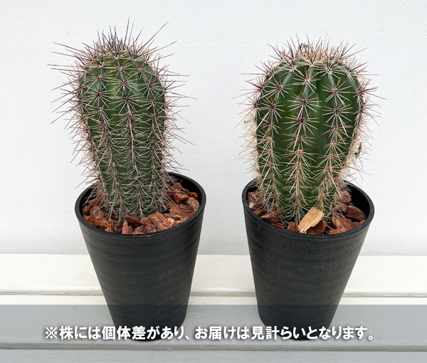 柱サボテン 弁慶柱のおすすめ人気商品一覧 通販 - Yahoo!ショッピング