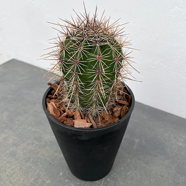 柱サボテン 弁慶柱のおすすめ人気商品一覧 通販 - Yahoo!ショッピング