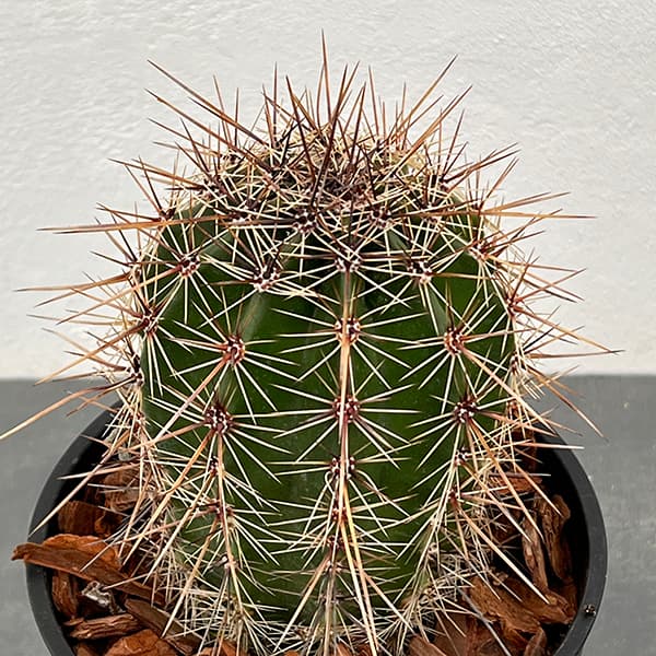 柱サボテン 弁慶柱のおすすめ人気商品一覧 通販 - Yahoo!ショッピング