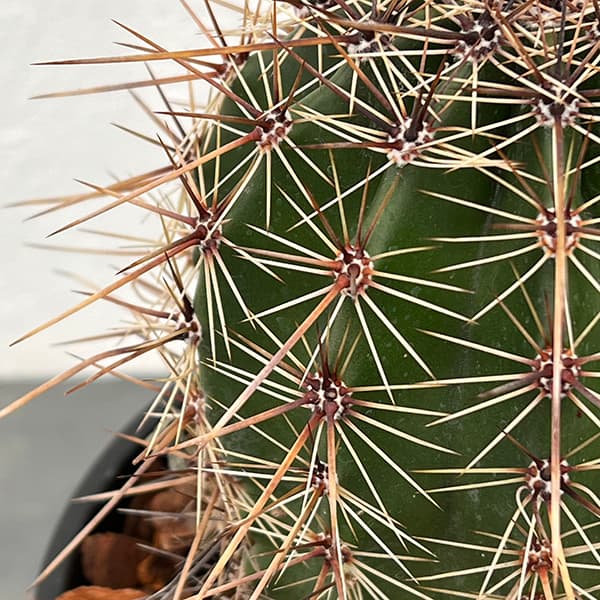 柱サボテン 弁慶柱のおすすめ人気商品一覧 通販 - Yahoo!ショッピング