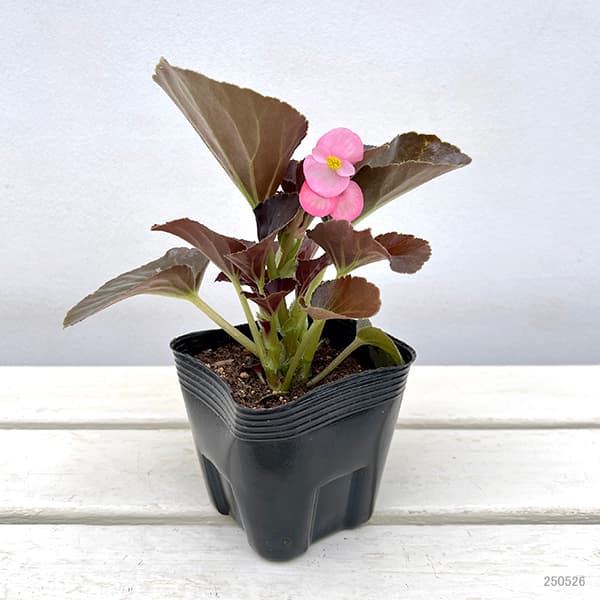 草花の苗 棚卸セール (わけあり特価)ベゴニア...の詳細画像2