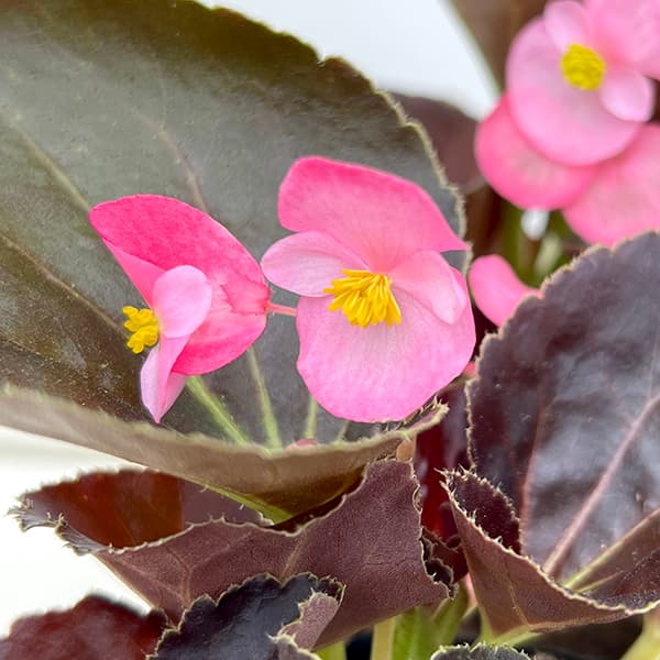 草花の苗 棚卸セール (わけあり特価)ベゴニア...の詳細画像4