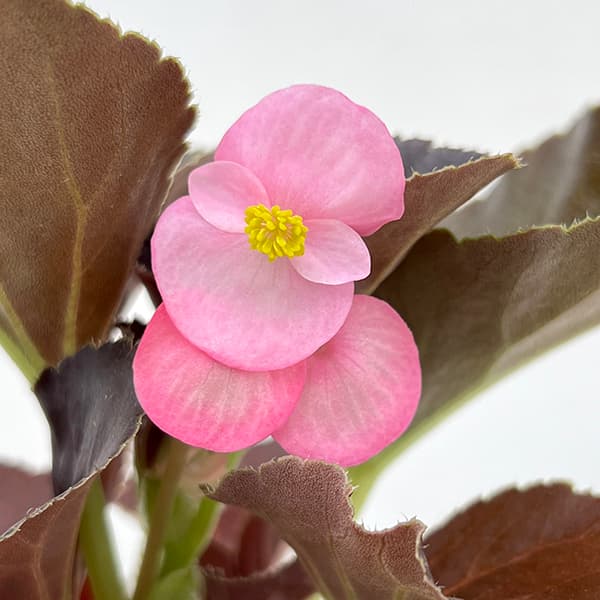 草花の苗 棚卸セール (わけあり特価)ベゴニア...の詳細画像1