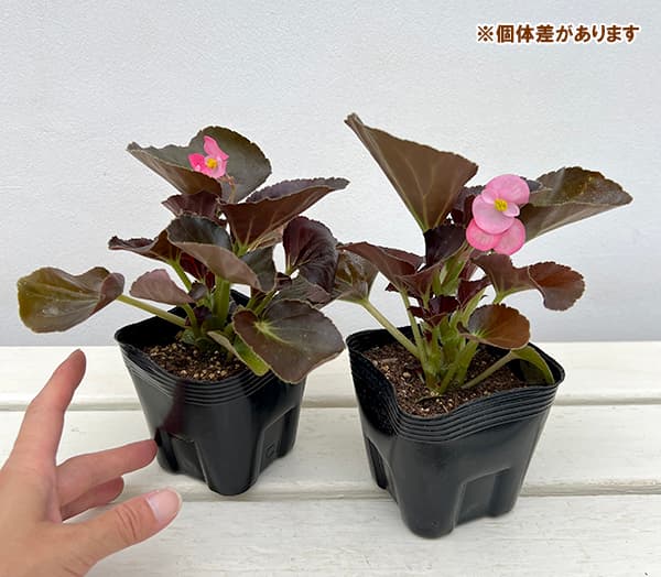 草花の苗 棚卸セール (わけあり特価)ベゴニア...の詳細画像3
