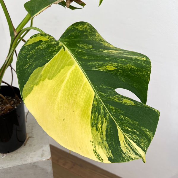 モンステラ 斑入り商品 集合 - Monstera Variegated Collection - Yahoo!ショッピング