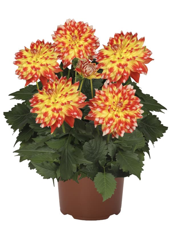 草花の苗 マダムダリア キャンディコーン3.5...の詳細画像2