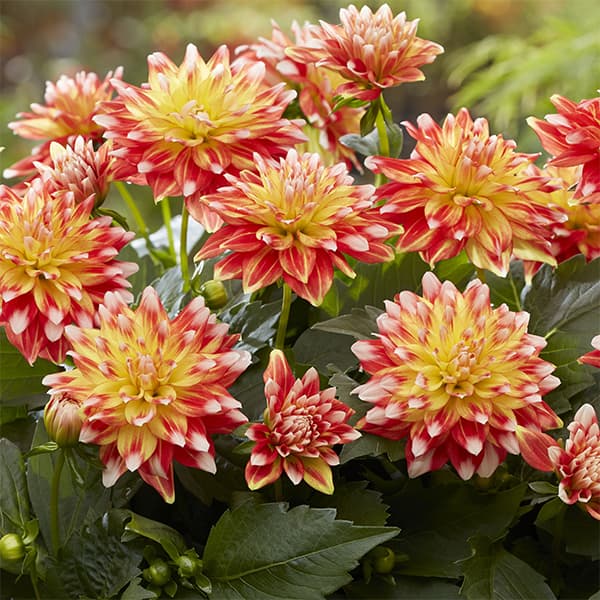 草花の苗 マダムダリア キャンディコーン3.5...の詳細画像3