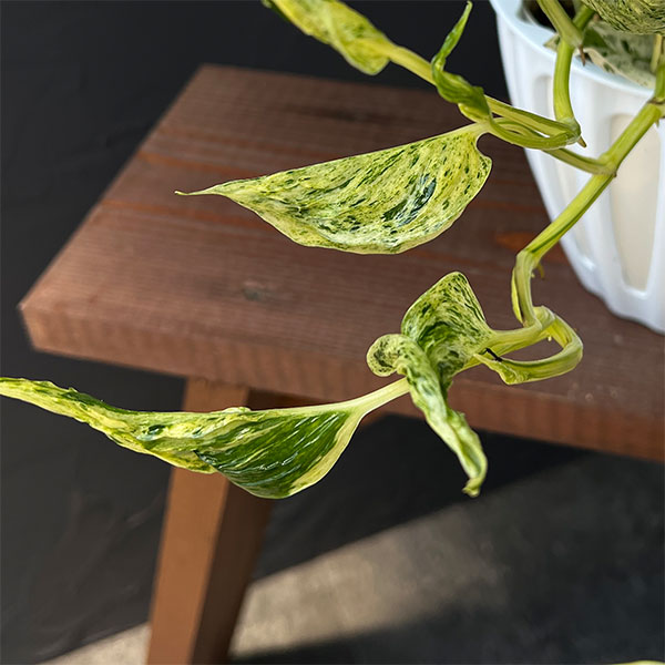 観葉植物 ポトス テルノラブソング 5号吊り鉢...の詳細画像5