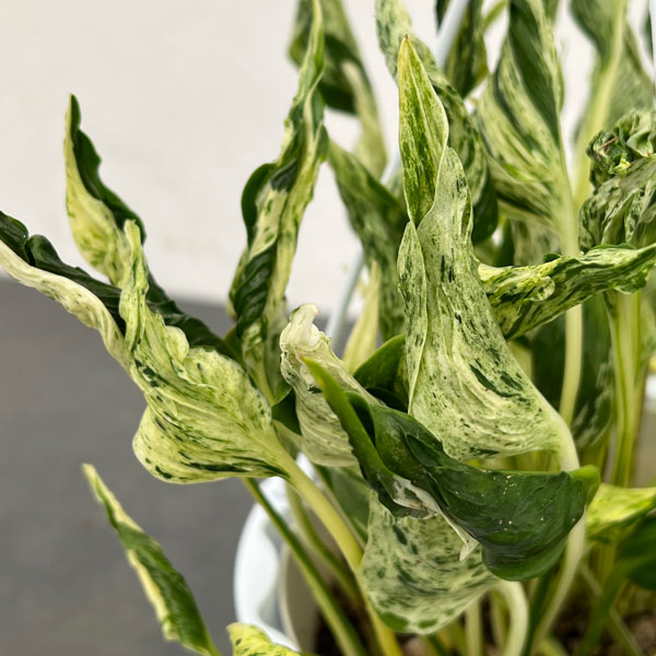 観葉植物 人気のポトスセット（テルノラブソング＆グローバル） : 園芸