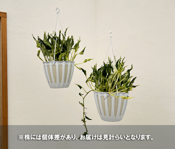 観葉植物 人気のポトスセット（テルノラブソング＆グローバル） : 園芸