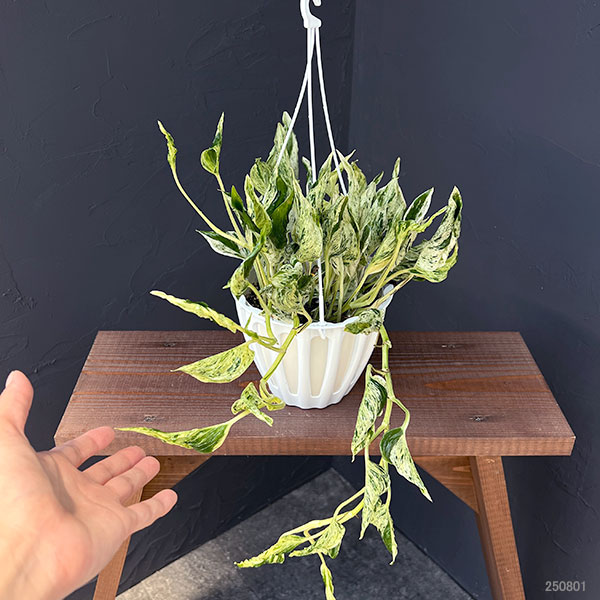 観葉植物 ポトス テルノラブソング 5号吊り鉢...の詳細画像1