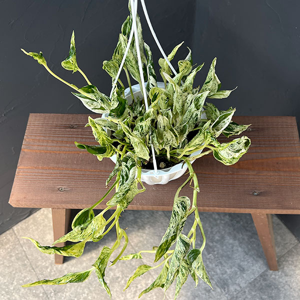 観葉植物 ポトス テルノラブソング 5号吊り鉢...の詳細画像2